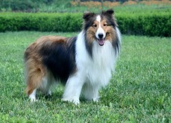 如何在大满贯H5中组建强力团队 如何在大满贯H5中组建强力团队