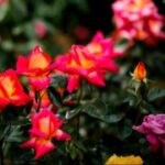 巅峰国际pg:揭示游戏设计背后的创意与技术 g3j4z4yw