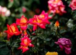 巅峰国际pg:揭示游戏设计背后的创意与技术 巅峰国际pg:揭示游戏设计背后的创意与技术