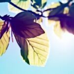 巅峰国际pg:全球玩家的游戏体验与文化交流 wphu1iyz